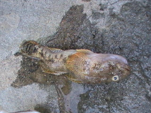 capturi grecia  - pic3480.JPG